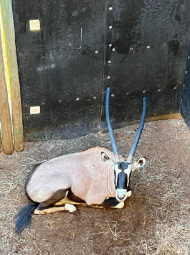 1X GEMSBOK M:1 ERASMUS GAME - DISTRIK ALLDAYS, LIMPOPO