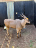 1X ELAND M:1 DVM FARMING - DISTRIK ALLDAYS, LIMPOPO