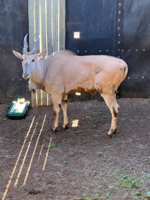 1X ELAND M:1 DVM FARMING - DISTRIK ALLDAYS, LIMPOPO