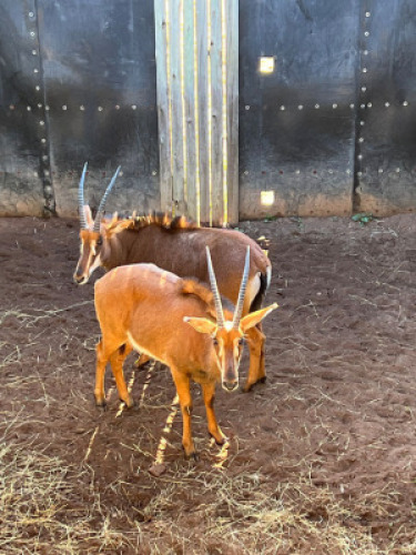2X SWARTWITPENS V/F:2 ERASMUS GAME - DISTRIK ALLDAYS, LIMPOPO (Per Piece to take the lot/Per stuk om lot te neem)