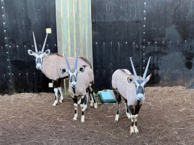 2X GEMSBOK M:2 V/F:1 ERASMUS GAME - DISTRIK ALLDAYS, LIMPOPO (Per Piece to take the lot/Per stuk om lot te neem)