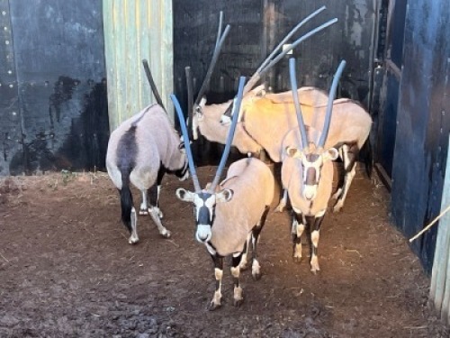 5X GEMSBOK V/F:5 ERASMUS GAME - DISTRIK ALLDAYS, LIMPOPO (Per Piece to take the lot/Per stuk om lot te neem)
