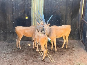 3X ELAND M:1 V/F:2 DVM FARMING - DISTRIK ALLDAYS, LIMPOPO (Per Piece to take the lot/Per stuk om lot te neem)