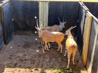 3X ELAND M: 3 DVM FARMING - DISTRIK ALLDAYS, LIMPOPO (Per Piece to take the lot/Per stuk om lot te neem)