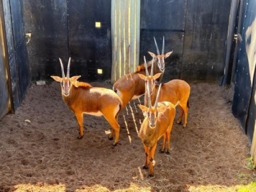 4X SWARTWITPENS M: V/F:4 ERASMUS GAME - DISTRIK ALLDAYS, LIMPOPO (Per Piece to take the lot/Per stuk om lot te neem)