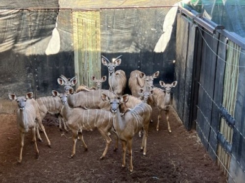 10X KOEDOE FAMILIE M:2 V/F:8 ERASMUS GAME - DISTRIK ALLDAYS, LIMPOPO (Per Piece to take the lot/Per stuk om lot te neem)