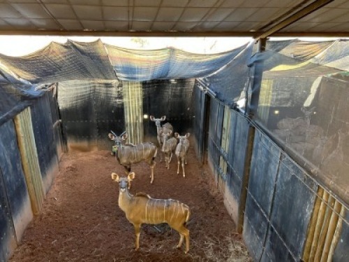5X KOEDOE FAMILIE M:1 V/F:4 ERASMUS GAME - DISTRIK ALLDAYS, LIMPOPO (Per Piece to take the lot/Per stuk om lot te neem)