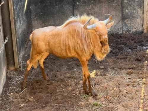 1X GOUE WILDEBEES M:1 DVM FARMING - DISTRIK ALLDAYS, LIMPOPO
