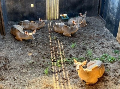 5X KOEDOE M:1 V/F:4 DVM FARMING - DISTRIK ALLDAYS, LIMPOPO (Per Piece to take the lot/Per stuk om lot te neem)