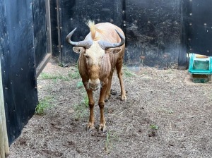 1X GOUE WILDEBEES M:1 DVM FARMING - DISTRIK ALLDAYS, LIMPOPO