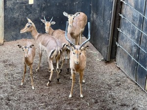 5X ROOIBOK FAMILIE M:2 V/F:3 DVM FARMING - DISTRIK ALLDAYS, LIMPOPO (Per Piece to take the lot/Per stuk om lot te neem)