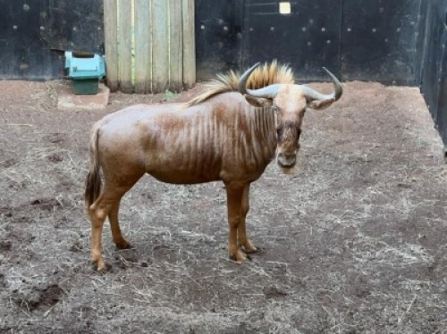 1X GOUE WILDEBEES M:1 DVM FARMING - DISTRIK ALLDAYS, LIMPOPO