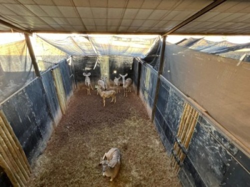 5X KOEDOE FAMILIE M:2 V/F:3 ERASMUS GAME - DISTRIK ALLDAYS, LIMPOPO (Per Piece to take the lot/Per stuk om lot te neem)