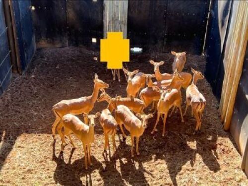 11X ROOIBOK FAMILIE M: 2 V/F:9 DVM FARMING - DISTRIK ALLDAYS, LIMPOPO (Per Piece to take the lot/Per stuk om lot te neem)