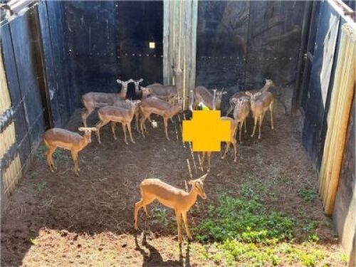 13X ROOIBOK FAMILIE M:2 V/F:10 DVM FARMING - DISTRIK ALLDAYS, LIMPOPO (Per Piece to take the lot/Per stuk om lot te neem)