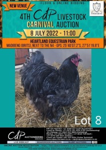 1X BLUE ORPINGTON CH BOERDERY