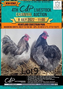 2X MALE BLUE/SPLASH ORPINGTON CH BOERDERY(Per Piece to take the lot)