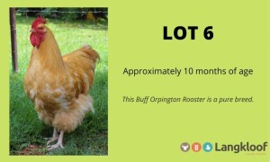 1X BUFF ORPINGTON LANGKLOOF GAME FARM - LILANIE VILJOEN