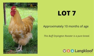 1X BUFF ORPINGTON LANGKLOOF GAME FARM - LILANIE VILJOEN