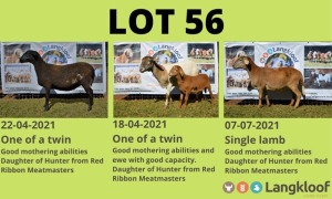 1X EWE MEATMASTER (ONDER DIE BESKERMING) LANGKLOOF GAME FARM - LILANIE VILJOEN 