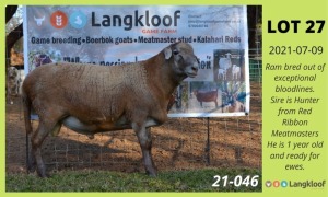 1X RAM MEATMASTER (ONDER DIE BESKERMING) LANGKLOOF GAME FARM - LILANIE VILJOEN