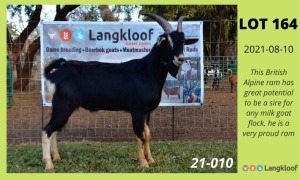 1X RAM BRITISH ALPINE LANGKLOOF GAME FARM - LILANIE VILJOEN