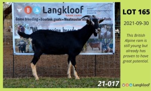 1X RAM BRITISH ALPINE LANGKLOOF GAME FARM - LILANIE VILJOEN