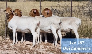 4X EWE PERSIE GPJ SCHOLTZ - TAT SCHOLTZ (Pay per Animal to take all in lot)