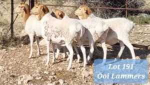 4X EWE PERSIE GPJ SCHOLTZ - TAT SCHOLTZ (Pay per Animal to take all in lot)