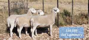 3X EWE WIT SKAAP GPJ SCHOLTZ - TAT SCHOLTZ (Pay per Animal to take all in lot)