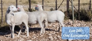 3X EWE WIT SKAAP GPJ SCHOLTZ - TAT SCHOLTZ (Pay per Animal to take all in lot)