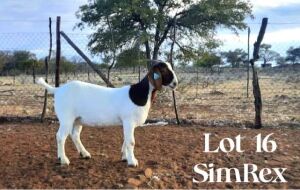 1 x Boer Goat Ewe SIMREX Stud