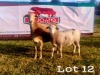1 x Meatmaster Ewe + Lamb Pajomo Stud Breeders