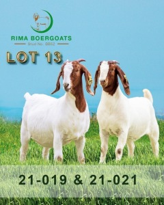 2 x Boer Goat Ewe RIMA Boer Goats (Pay per piece to take all in lot)