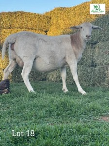 1 x Veldmaster Ewe Khudiri Farms