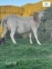 1 x Veldmaster Ewe Khudiri Farms