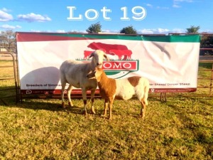 1 x Meatmaster Ewe + Lamb Pajomo Stud Breeders