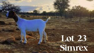 1 x Boer Goat Ewe SIMREX Stud