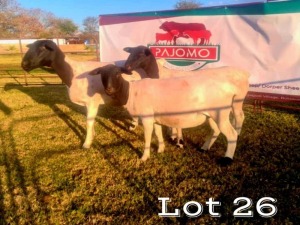 3 x Black Head Dorper Ewe Pajomo Stud Breeders (Pay per piece to take all in lot)