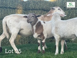 1 x Veldmaster Ewe + Lamb Khudiri Farms (Pay per piece to take all in lot)