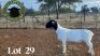 1 x Black Head Dorper Ewe TS2 Doopers
