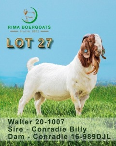 1 x Boer Goat Buck RIMA Boer Goats