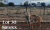 2 x Meatmaster Ewe SIMREX Stud (Pay per piece to take all in lot)