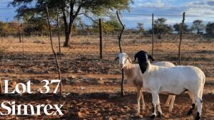 2 x Meatmaster Ewe SIMREX Stud (Pay per piece to take all in lot)