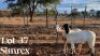 2 x Meatmaster Ewe SIMREX Stud (Pay per piece to take all in lot)