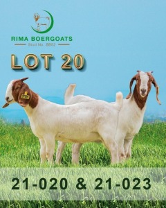 2 x Boer Goat Ewe RIMA Boer Goats (Pay per piece to take all in lot)