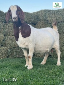 1 x Boer Goat Ewe Khudiri Farms