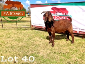 1 x Kalahari Red Buck Pajomo Stud Breeders