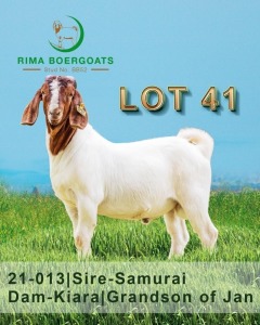 1 x Boer Goat Buck RIMA Boer Goats