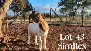 1 x Boer Goat Ewe SIMREX Stud